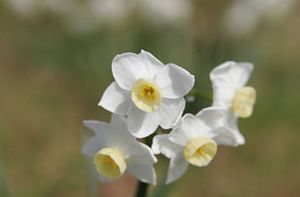 330px-Jonquil_flowers_at_f5